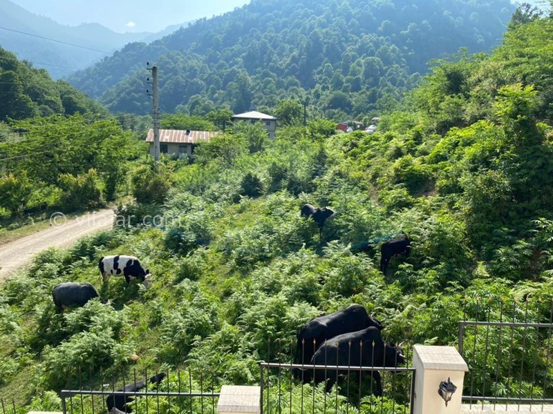 عکس شماره 855977 - اجاره ویلا جنگلی در ماسال شالما - 