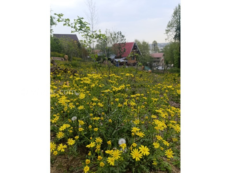 عکس شماره 857154 - اجاره کلبه چوبی جنگلی ماسال - 