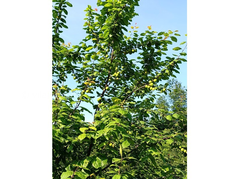 عکس شماره 857608 - کرایه ویلای جنگلی نزدیک فومن - 