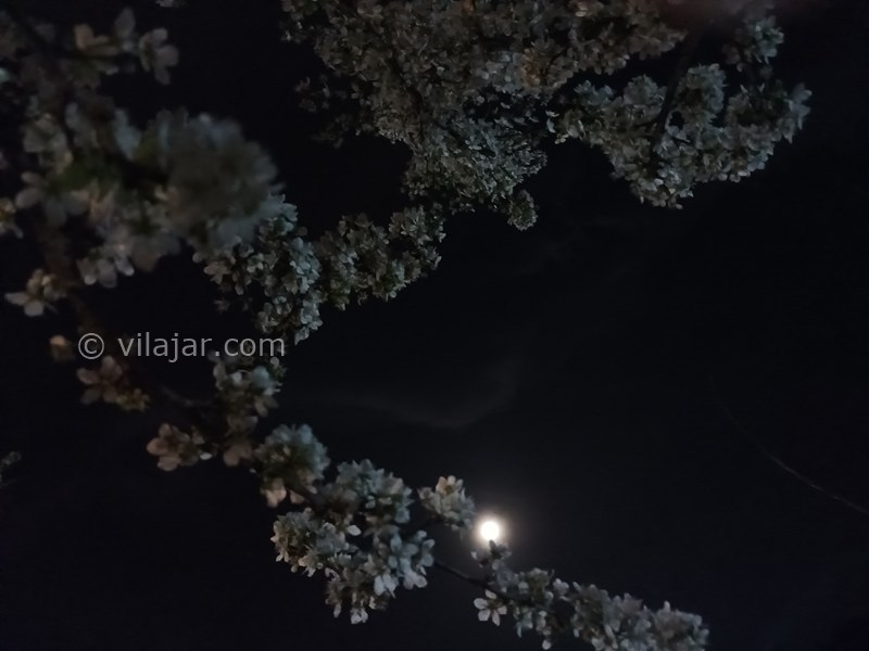 عکس شماره 857621 - کرایه ویلای جنگلی نزدیک فومن - 