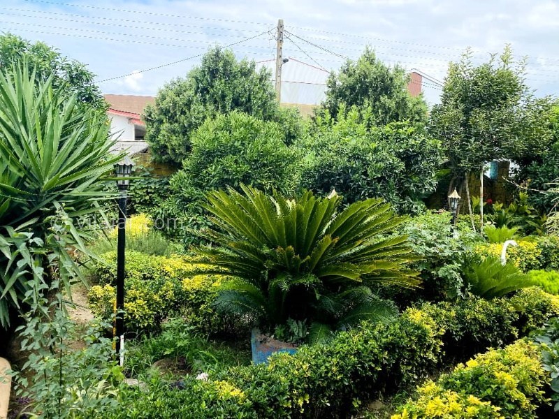 عکس شماره 858106 - اجاره ویلا در چمخاله -