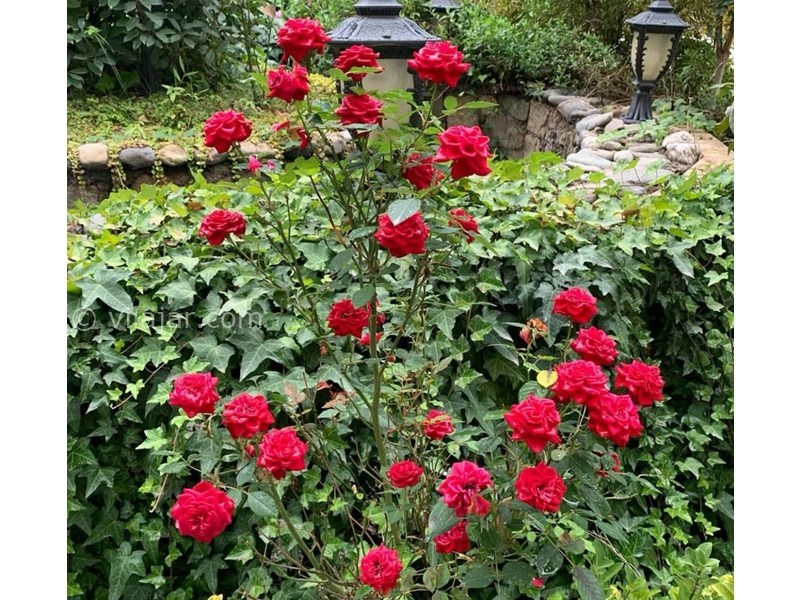 عکس شماره 862961 - اجاره ویلا لوکس در کلاردشت - 