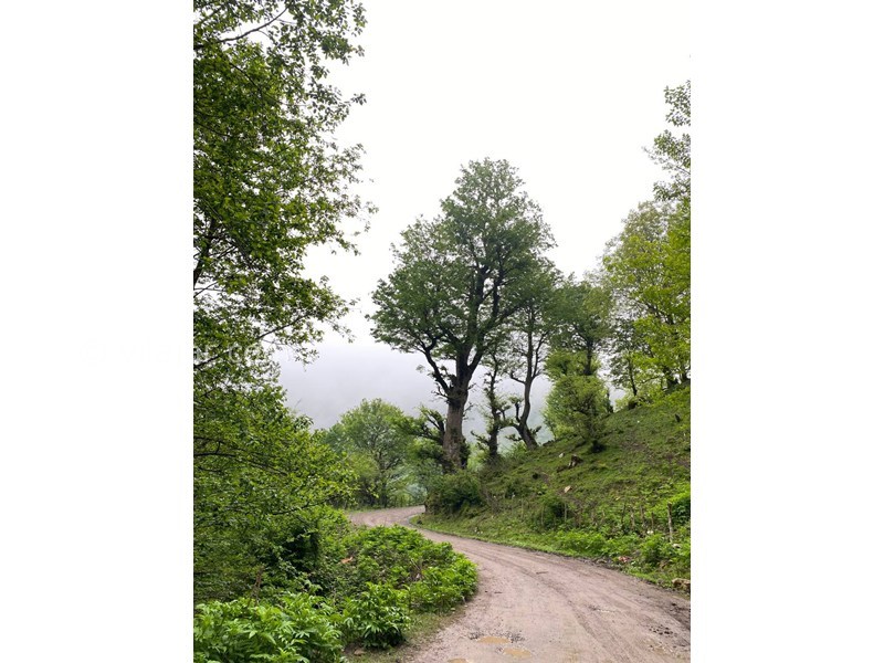 عکس شماره 864160 - اجاره ویلا چوبی در ماسال - 