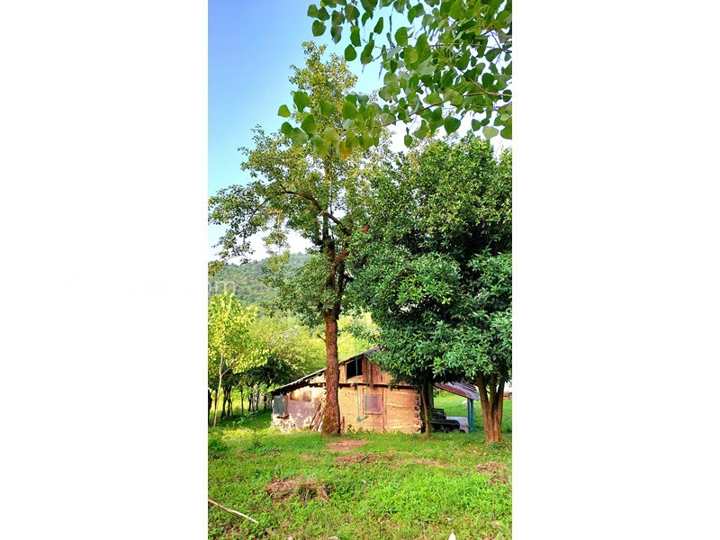 عکس شماره 865325 - اجاره خانه روستایی در فومن - 