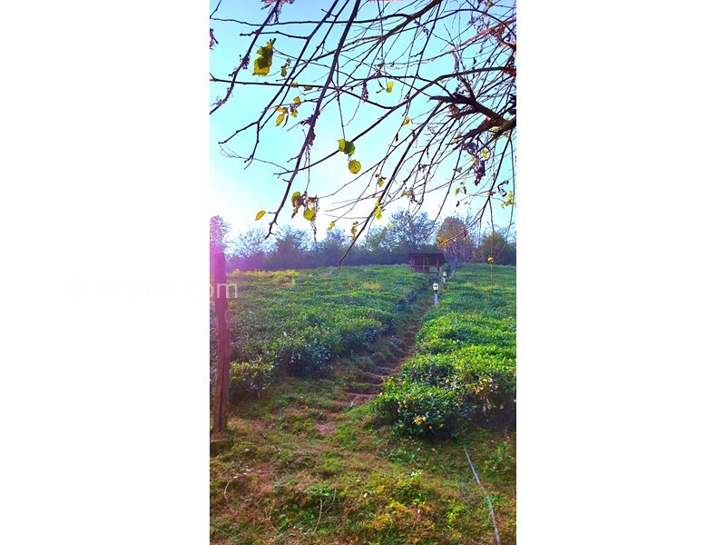 عکس شماره 865344 - اجاره خانه روستایی در فومن - 