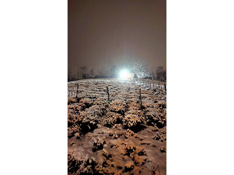 عکس شماره 865359 - اجاره خانه روستایی در فومن - 