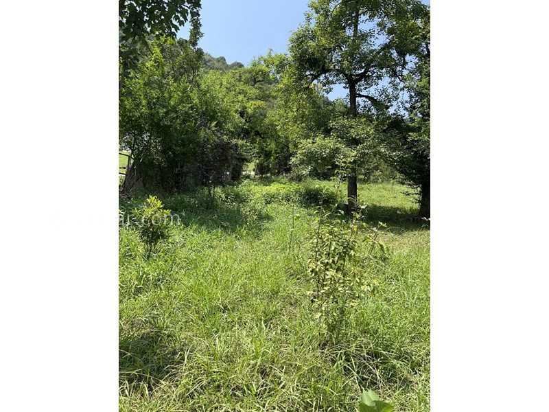 عکس شماره 865561 - اجاره ویلا جنگلی ماسال وشمه سرا - 