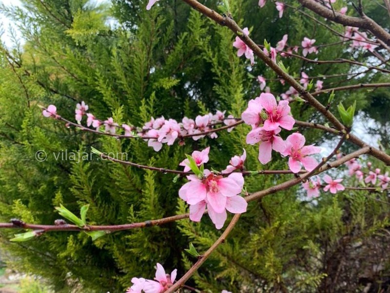 عکس شماره 865655 - اجاره ویلا در لاهیجان با استخر -