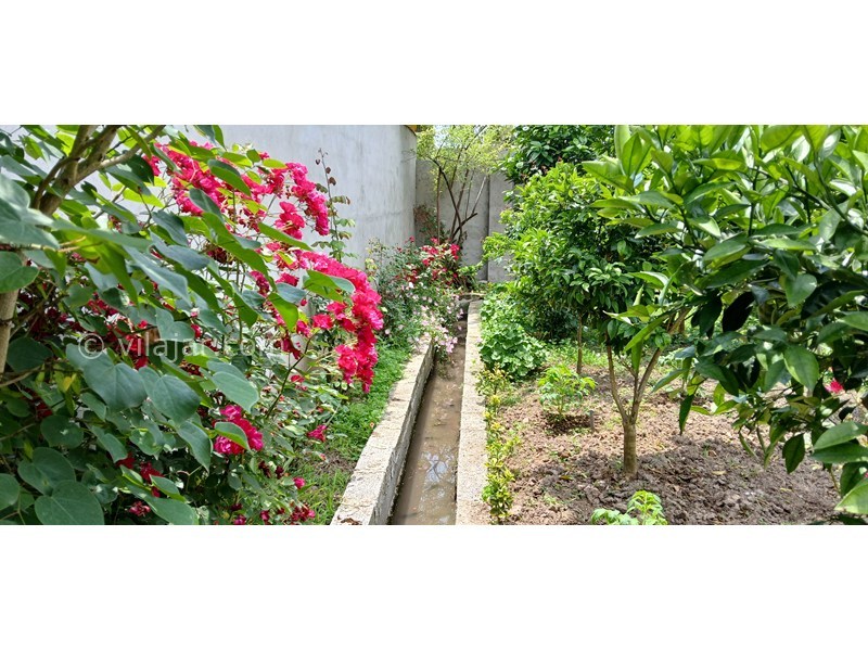 عکس شماره 869465 - اجاره ویلا در خمام گیلان - نهر آب کنار حیاط