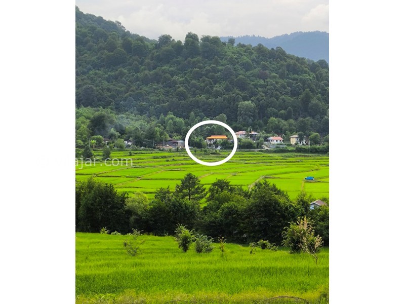 عکس شماره 870968 - اجاره اقامتگاه در ماسال - چشم انداز ویلا از وسط شالیزار ها