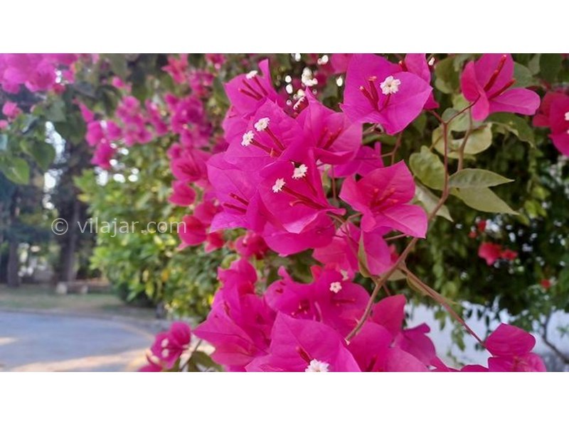 عکس شماره 871377 - اجاره ویلا در شهرک دریاکنار - 