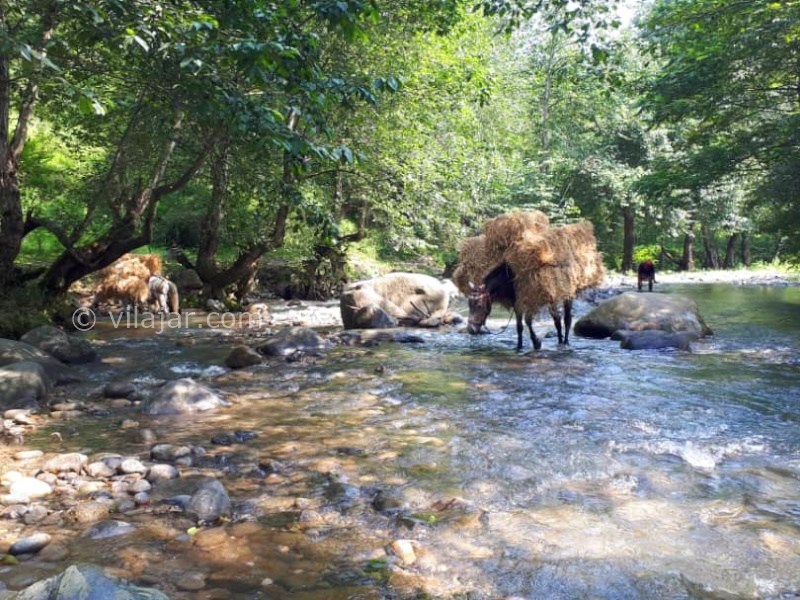 عکس شماره 872836 - اجاره ویلا در لفور سوادکوه - 