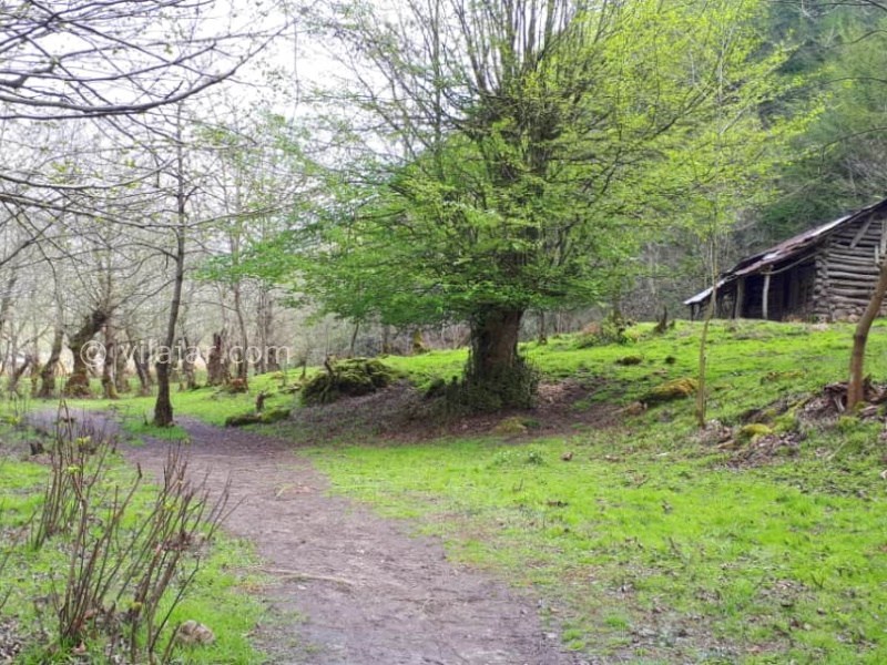 عکس شماره 872841 - اجاره ویلا در لفور سوادکوه - 