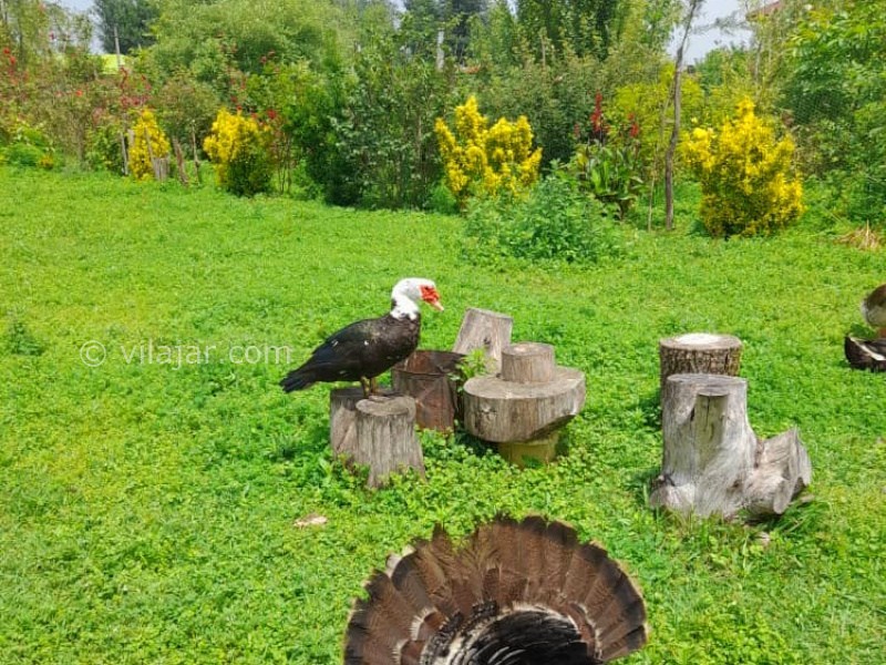 عکس شماره 873282 - اجاره خانه سنتی نزدیک فومن - 