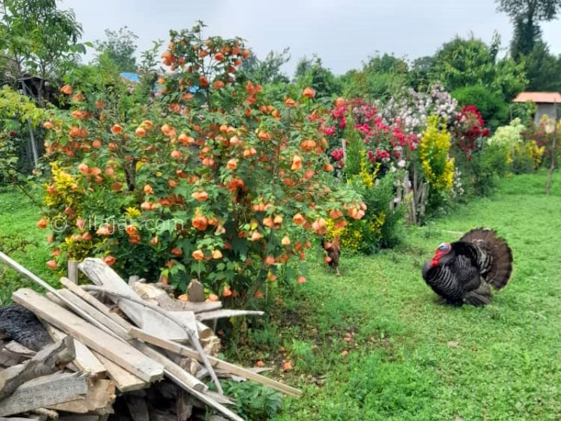 عکس شماره 873283 - اجاره خانه سنتی نزدیک فومن - 