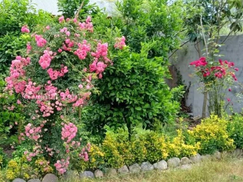 عکس شماره 873657 - اجاره ویلا در خمام گیلان - 