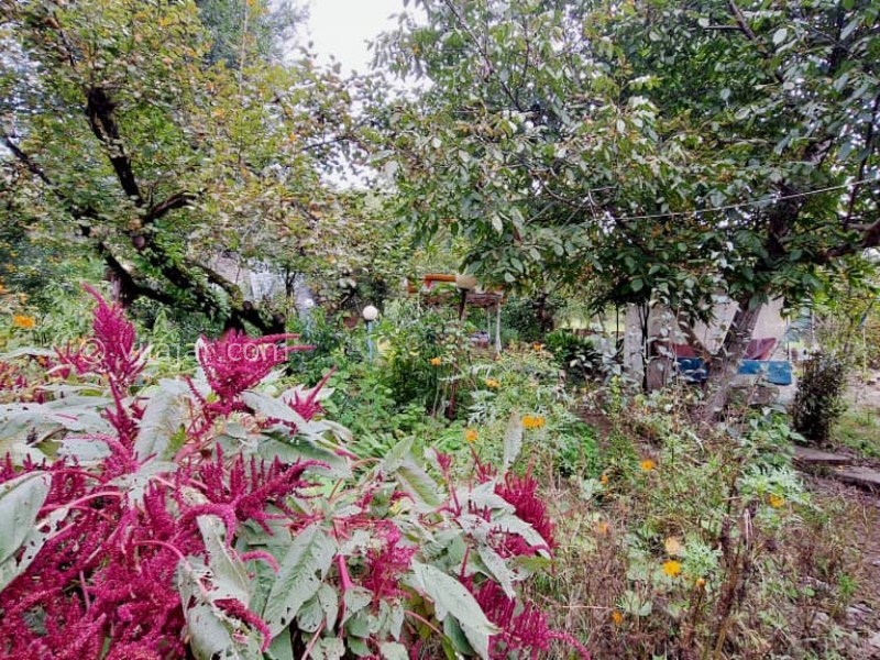 عکس شماره 873736 - اجاره خانه روستایی جنگلی در ماسال - 