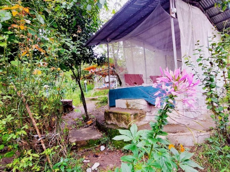 عکس شماره 873741 - اجاره خانه روستایی جنگلی در ماسال - 