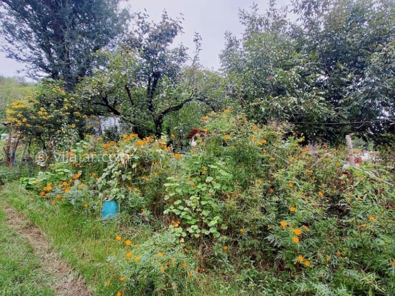 عکس شماره 873743 - اجاره خانه روستایی جنگلی در ماسال - 