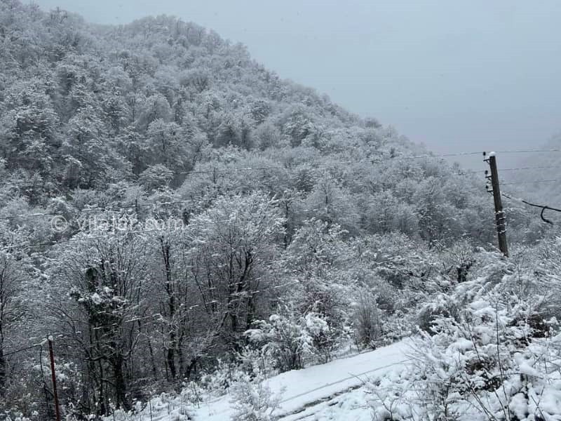 عکس شماره 873999 - اجاره ویلا جنگلی در ماسال شالما - 