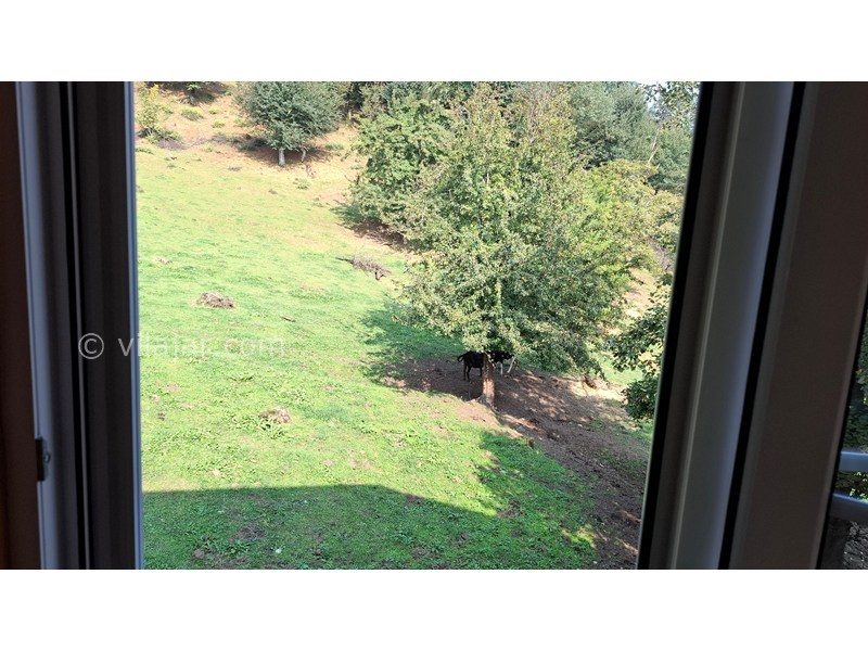 عکس شماره 874442 - اجاره ویلا چوبی در ماسال - ویوی پشت ویلا