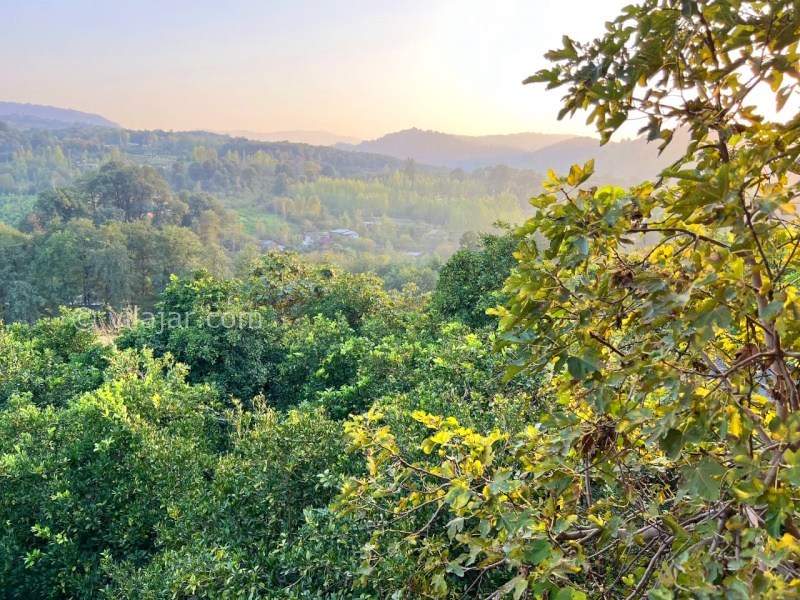 عکس شماره 876408 - اجاره کلبه جنگلی شیرگاه سوادکوه - 