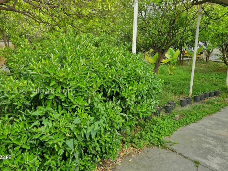 عکس شماره 876842 - اجاره ویلا باغ در نوشهر - 