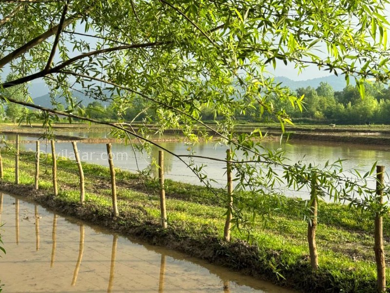 عکس شماره 877929 - اجاره ویلا روستایی در ماسال - 