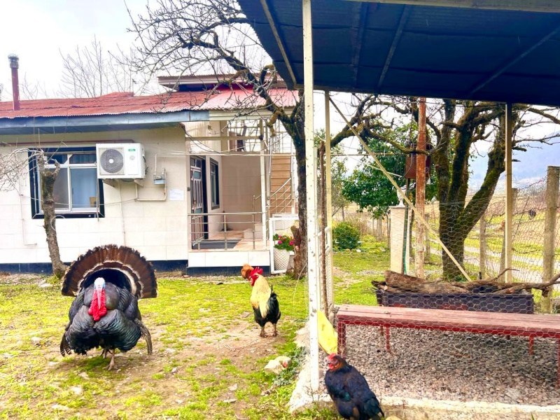 عکس شماره 878724 - ویلا در کوهپایه های ماسال - 