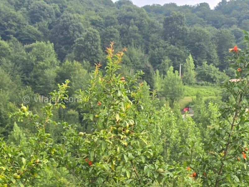 عکس شماره 878924 - اجاره اقامتگاه جنگلی در سوادکوه - 