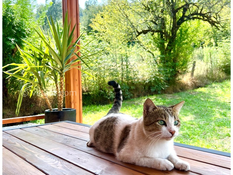 عکس شماره 884206 - اجاره کلبه مدرن جنگلی در ماسال - 