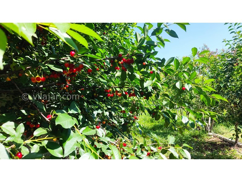 عکس شماره 885024 - اجاره ویلا باغ نزدیک اردبیل جبه دار - 17
