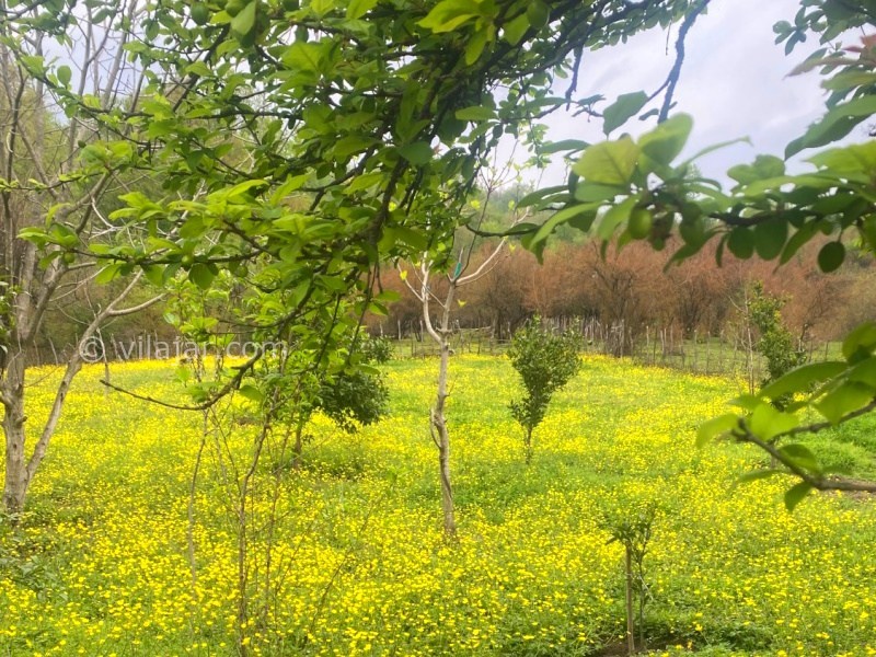 عکس شماره 888307 - اجاره کلبه چوبی در ماسال - 