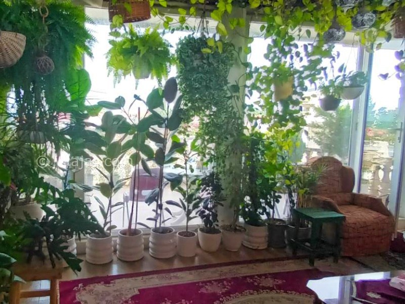 عکس شماره 888690 - اجاره ویلا در چمخاله - 