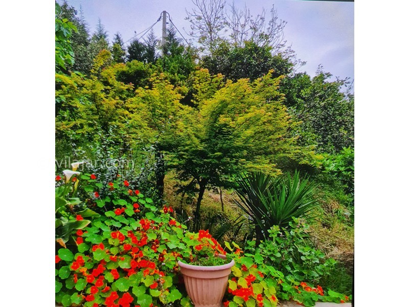 عکس شماره 893064 - اجاره ویلا جنگلی استخر دار رامسر - باغ گل ویلا 