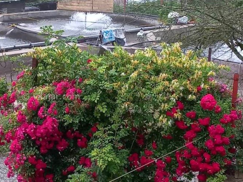 عکس شماره 897175 - اجاره ویلا ییلاقی در تالش - فضای حیاط