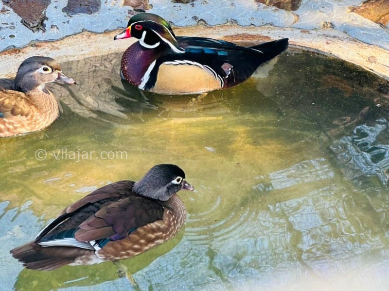 عکس شماره 903766 - اجاره کلبه چوبی در ماسال - 