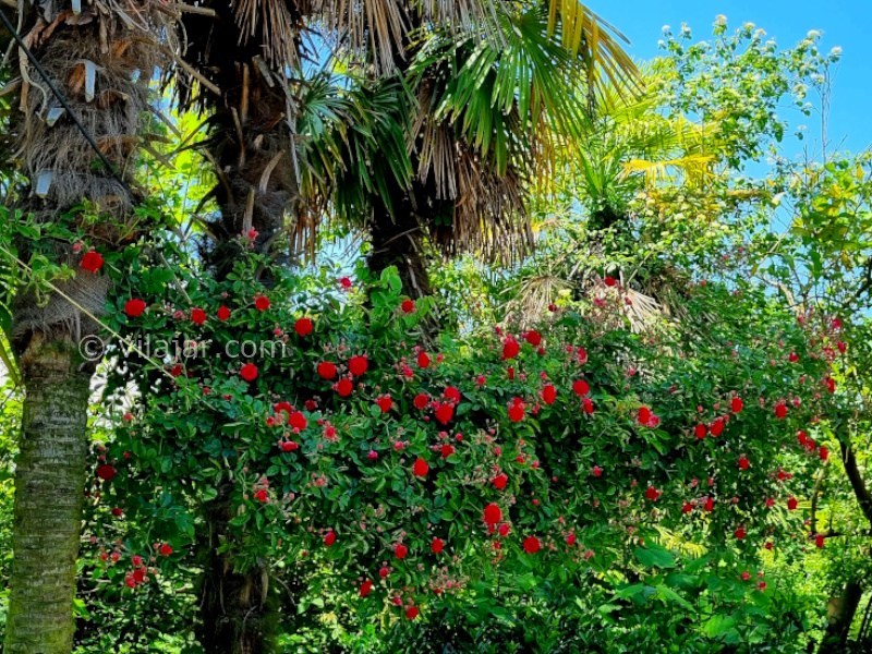 عکس شماره 906144 - اجاره ویلا جنگلی در تنکابن - 